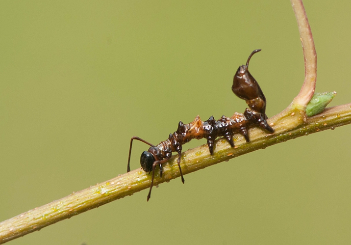 Stauropus fagi (Linnaeus, 1758) &copy; Wijnand van Buuren