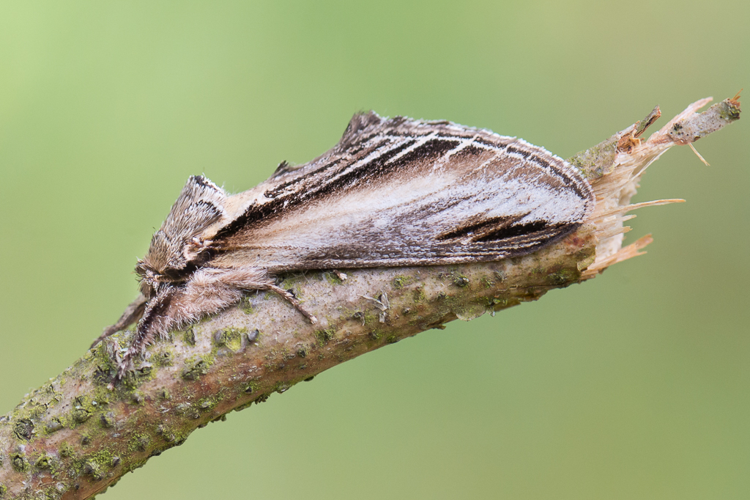 Pheosia tremula (Clerck, 1759) &copy; Steeman Chris