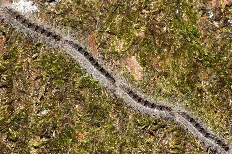 Thaumetopoea processionea (Linnaeus, 1758) &copy; Hans Jonkman