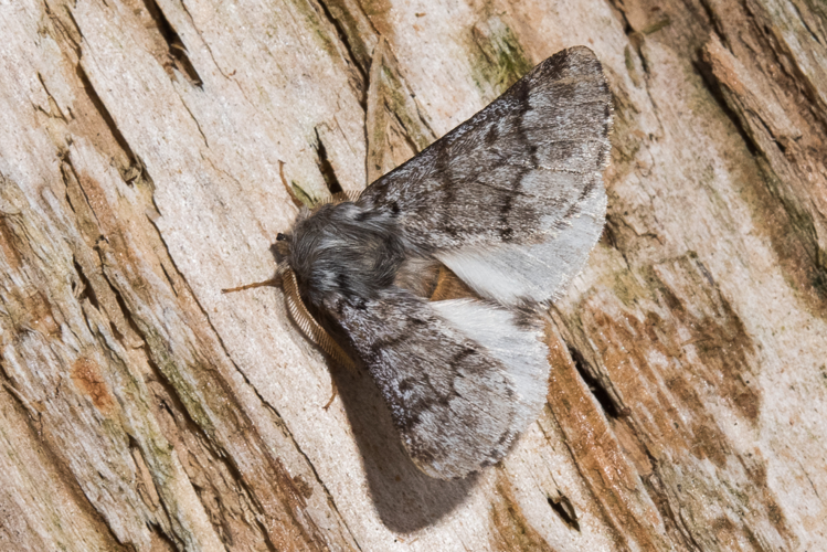 Thaumetopoea pityocampa (Denis & Schiffermüller, 1775) &copy; Steeman Chris
