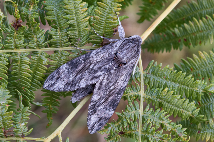 Agrius convolvuli (Linnaeus, 1758) &copy; Steeman Chris