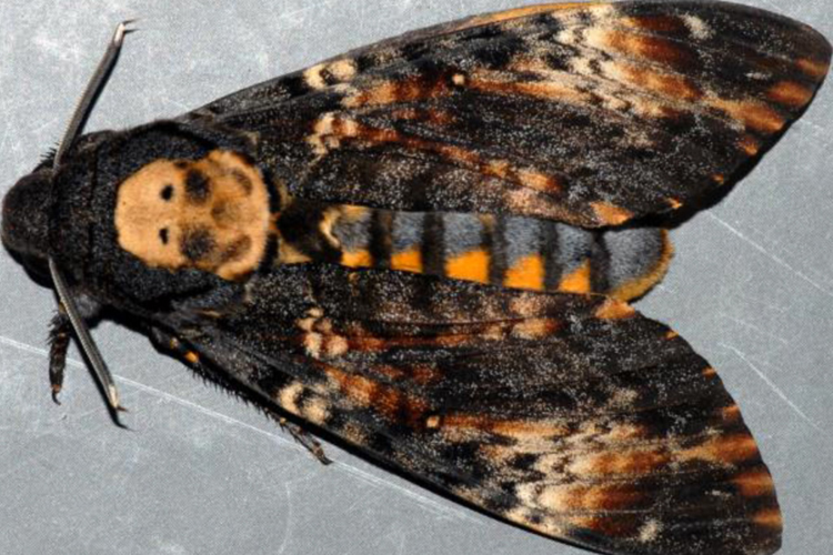 Acherontia atropos (Linnaeus, 1758) &copy; Asperges Michel