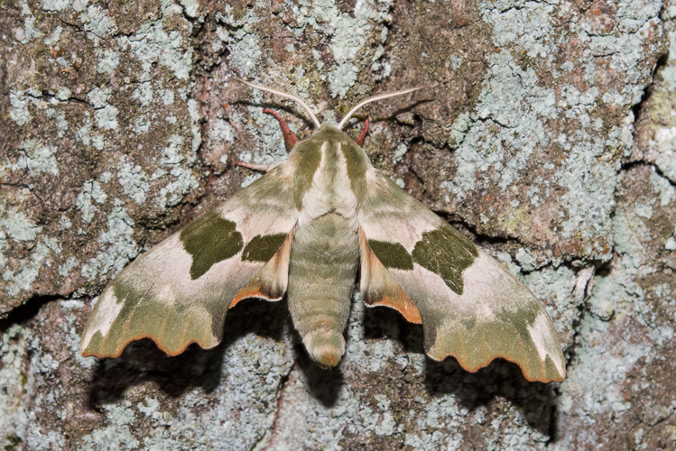 Mimas tiliae (Linnaeus, 1758) &copy; Steeman Chris