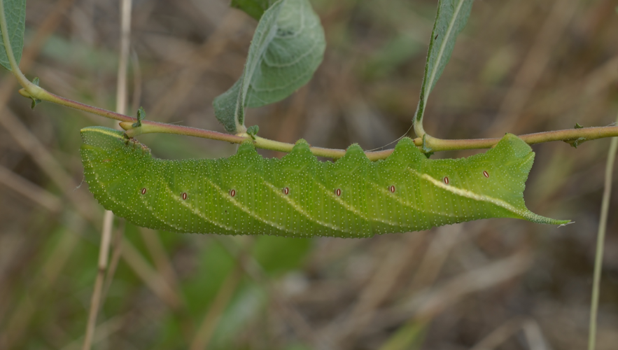 Laothoe populi (Linnaeus, 1758) &copy; Laurens van der Linde
