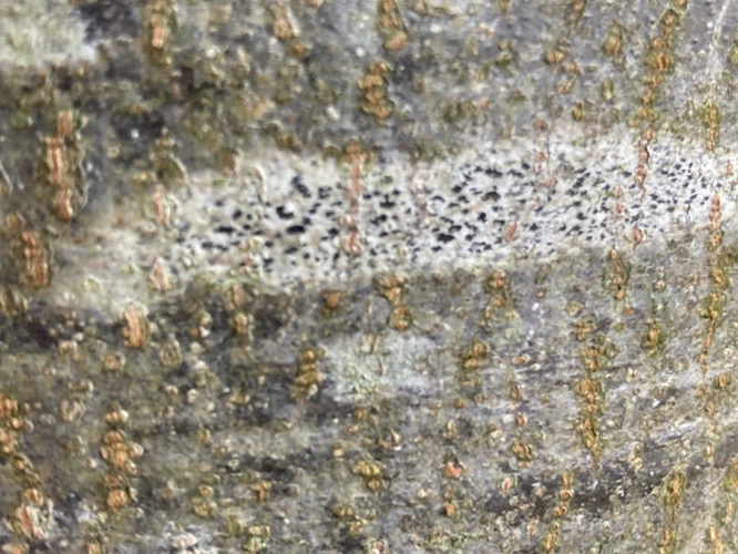 Arthonia radiata (Pers.) Ach., 1808 &copy; Tjerk Nawijn