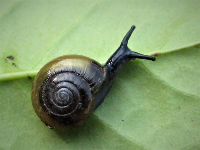 Aegopinella nitidula (Draparnaud, 1805) &copy; Martien van den Heuvel