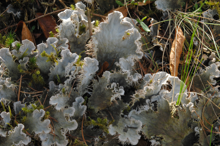 Peltigera canina (L.) Willd., 1787 &copy; Jan van Asselt