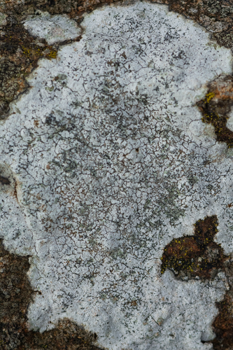 Porpidia tuberculosa (Sm.) Hertel & Knoph, 1984 &copy; Wijnand van Buuren