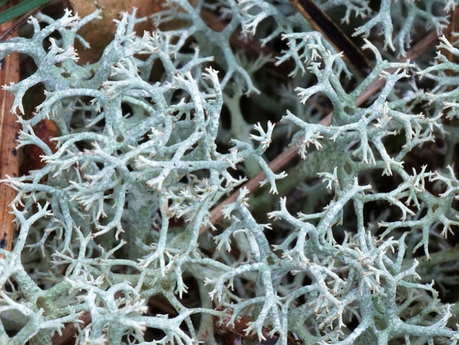 Cladonia portentosa (Dufour) Coem., 1865 &copy; Hans Jonkman