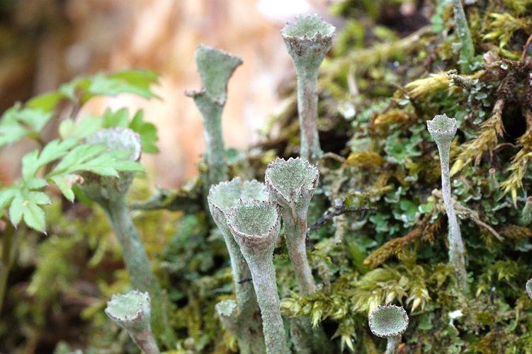 Cladonia fimbriata (L.) Fr., 1831 &copy; Hans Jonkman