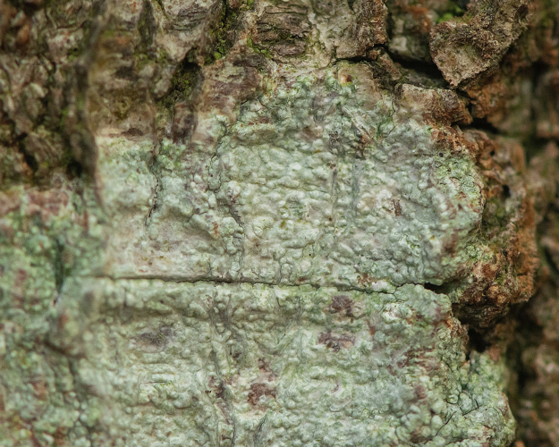 Pertusaria leioplaca (Ach.) DC., 1815 &copy; Wijnand van Buuren