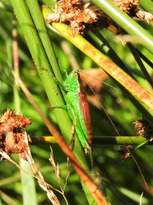 Conocephalus dorsalis © Bastien Moisan