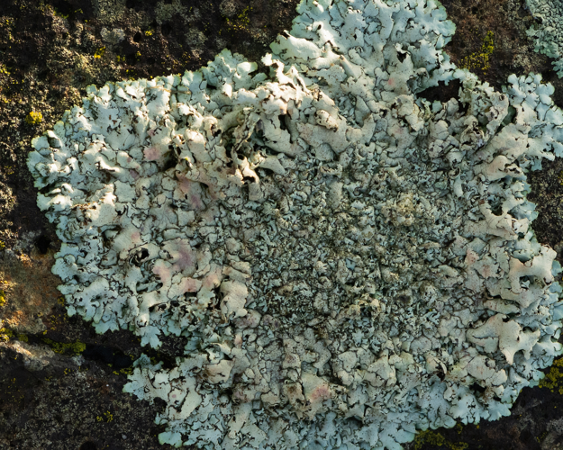 Xanthoparmelia conspersa (Ehrh. ex Ach.) Hale, 1974 &copy; Wijnand van Buuren