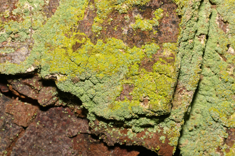 Lepraria incana (L.) Ach., 1803 &copy; Bas van Hulst-Kuiper