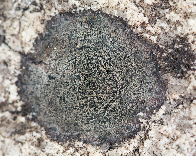 Buellia aethalea (Ach.) Th.Fr., 1874 &copy; Wijnand van Buuren