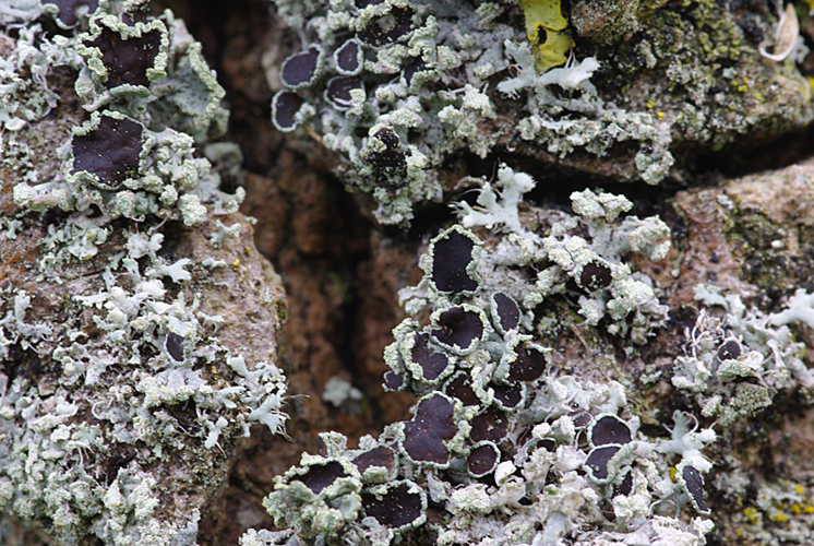 Physcia tenella (Scop.) DC., 1805 &copy; Hans Adema