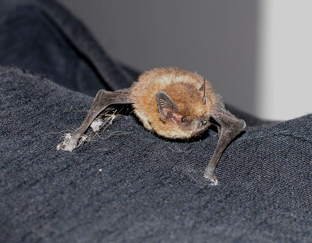 Pipistrellus pipistrellus (Schreber, 1774) &copy; Arnold Westgeest