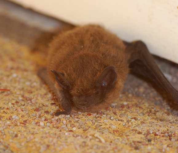 Pipistrellus nathusii (Keyserling & Blasius, 1839) &copy; Louis Westgeest