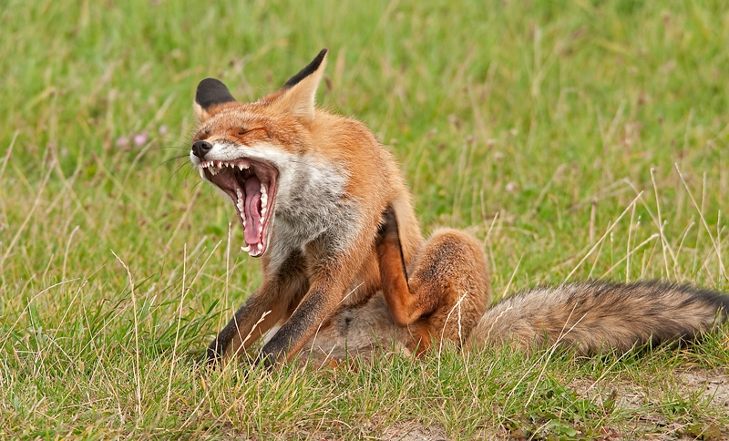Vulpes fulva  &copy; Wijnand van Buuren