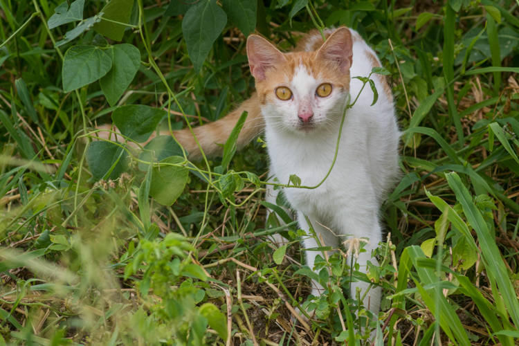 Felis catus Linnaeus, 1758 &copy; Mark Yokoyama
