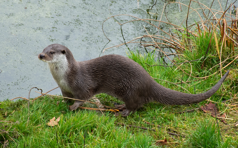 Lutra lutra (Linnaeus, 1758) &copy; Wijnand van Buuren