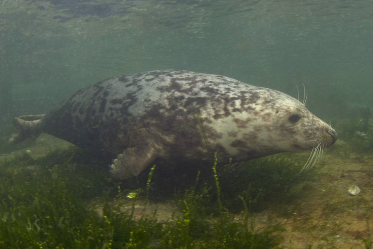 Halichoerus grypus (Fabricius, 1791) &copy; Marion Haarsma