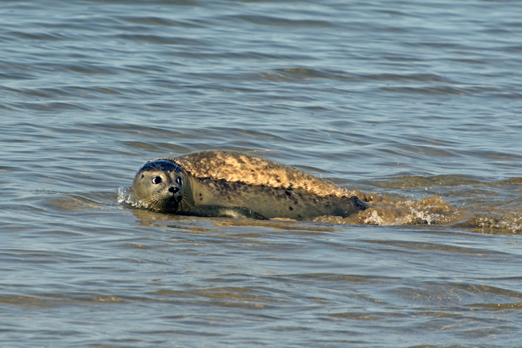 Phoca vitulina Linnaeus, 1758 &copy; Marion Haarsma