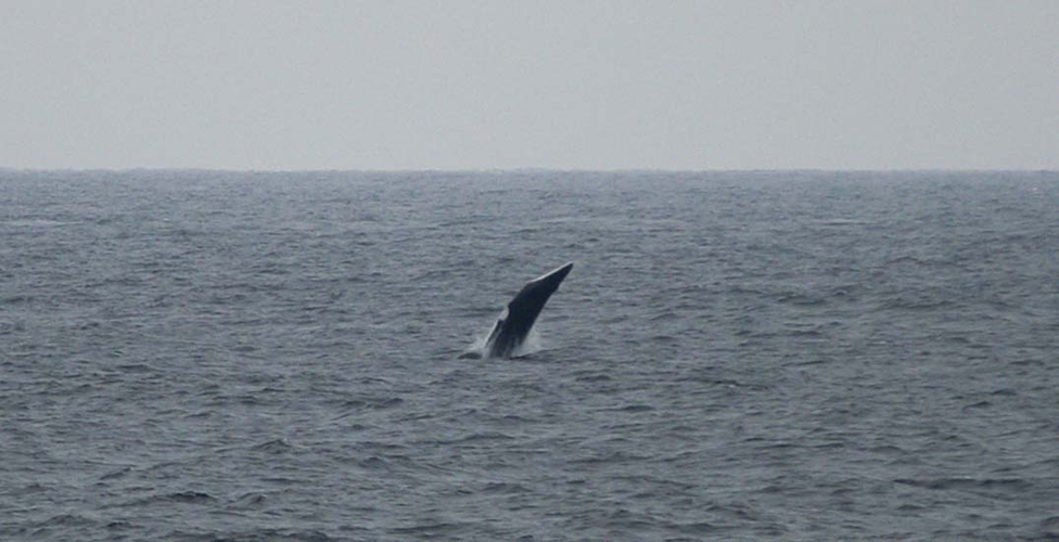 Balaenoptera acutorostrata Lacépède, 1804 &copy; Marijke Nita de Boer