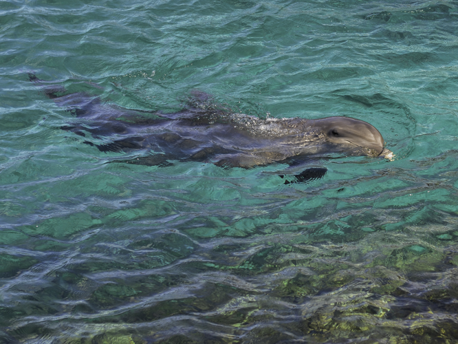 Tursiops truncatus (Montagu, 1821) &copy; Hans Smulders