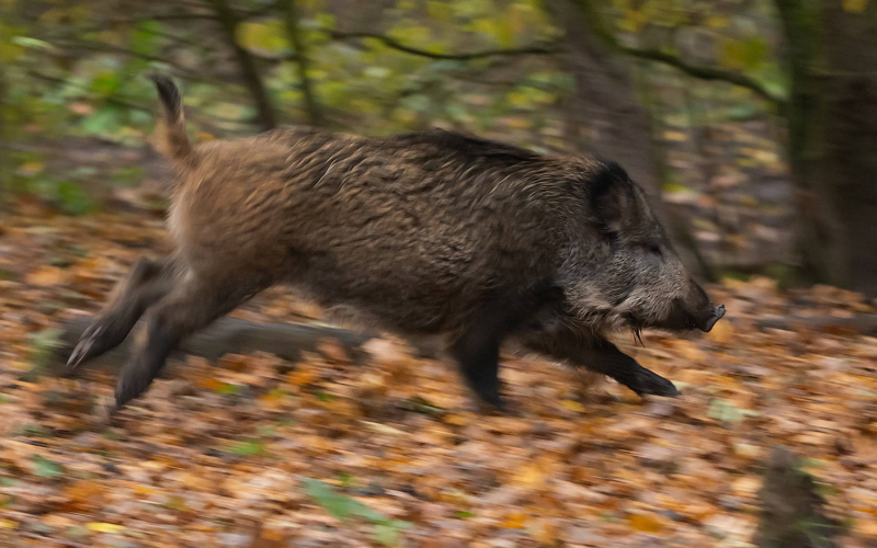Sus scrofa Linnaeus, 1758 &copy; Wijnand van Buuren