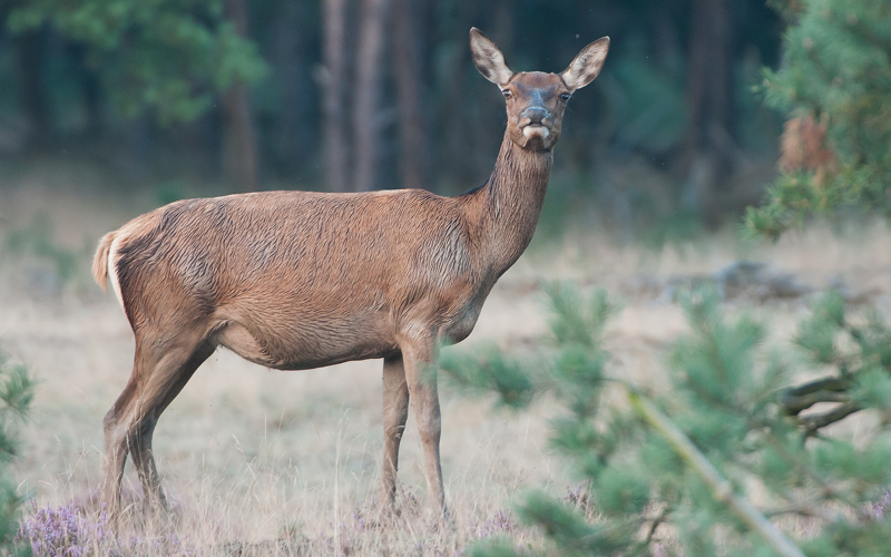 Cervus elaphus Linnaeus, 1758 &copy; Wijnand van Buuren