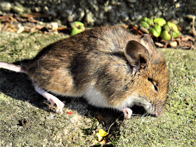 Apodemus sylvaticus (Linnaeus, 1758) &copy; Martien van den Heuvel