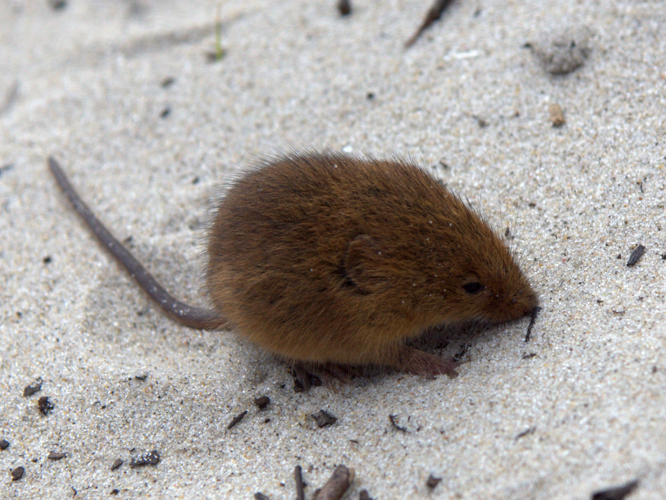 Micromys minutus (Pallas, 1771) &copy; Henk van Woerden