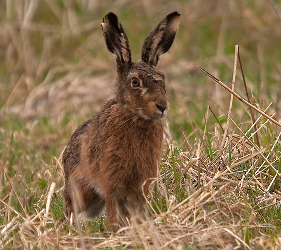 Lepus europaeus Pallas, 1778 &copy; Wijnand van Buuren