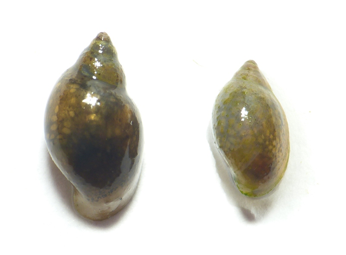 Physa acuta Draparnaud, 1805 &copy; Dick Belgers