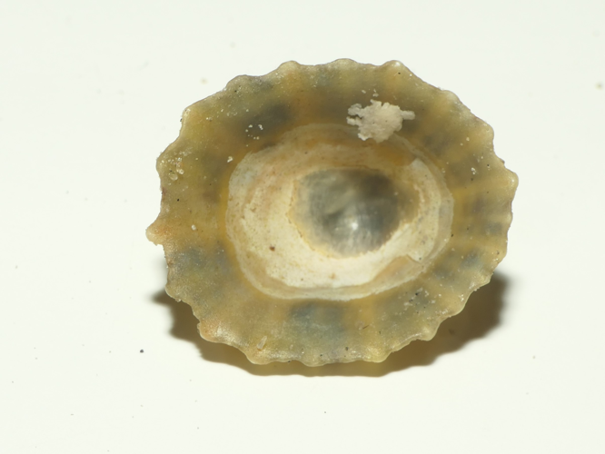Patella vulgata Linnaeus, 1758 &copy; Dick Belgers