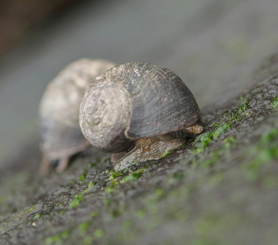 Littorina littorea (Linnaeus, 1758) &copy; Wijnand van Buuren