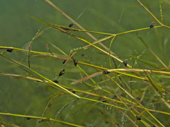 Potamopyrgus antipodarum (J.E. Gray, 1843) &copy; Marion Haarsma