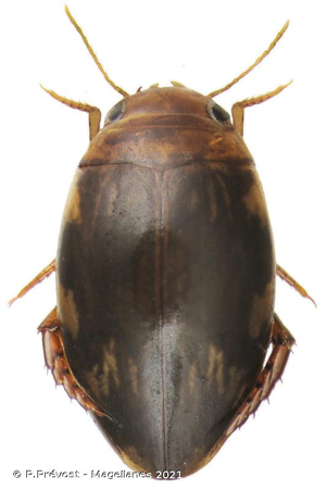  © P.Prévost - Magellanes 2021