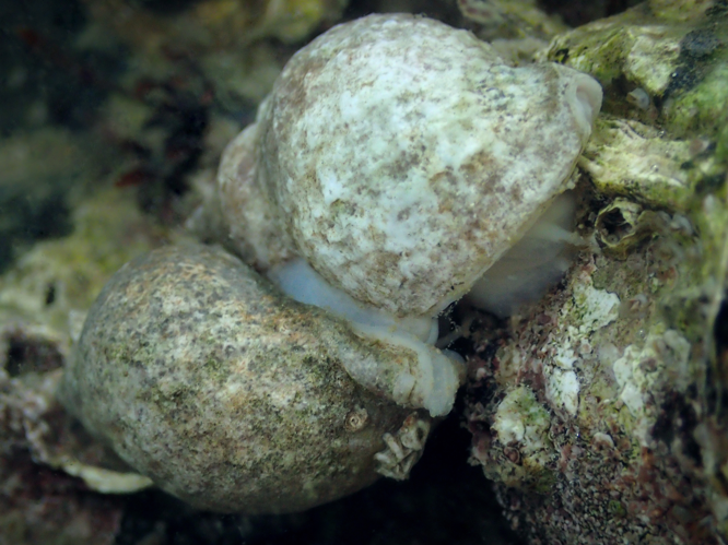 Nucella lapillus (Linnaeus, 1758) &copy; Stefan Verheyen