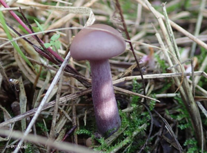 Septembre 2017, Calvados. © P. Noël