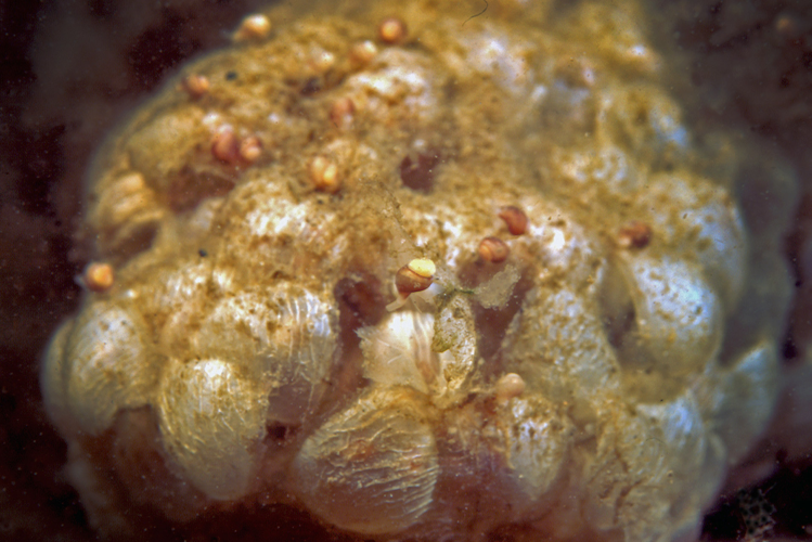 Buccinum undatum Linnaeus, 1758 &copy; Marion Haarsma