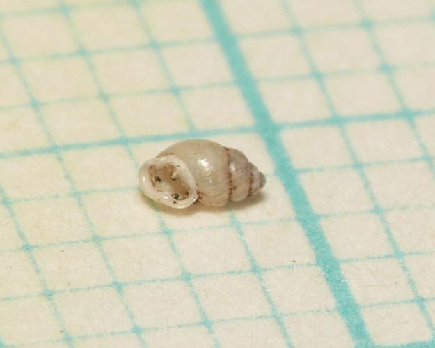 Carychium minimum O.F. Müller, 1774 &copy; Dick Belgers