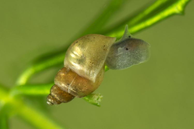 Lymnaea truncatula (O.F. Müller, 1774) &copy; Dirk-Jan Saaltink