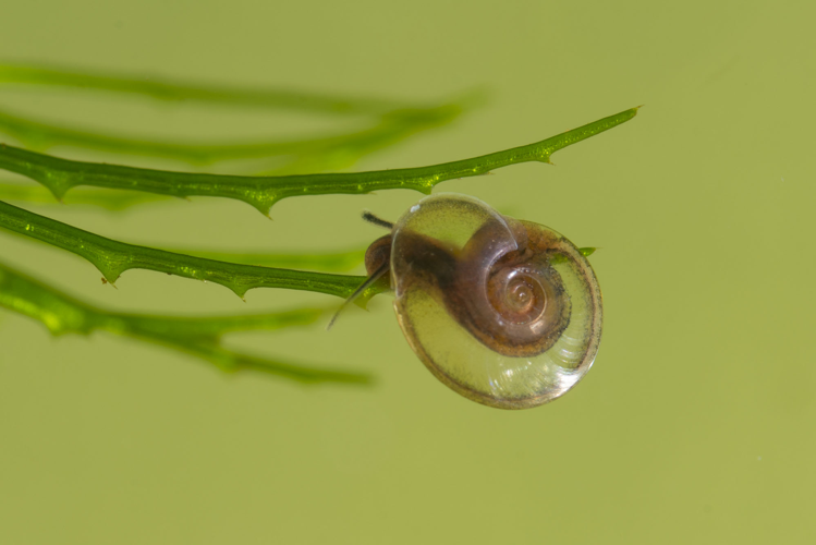 Hippeutis complanatus (Linnaeus, 1758) &copy; Dirk-Jan Saaltink