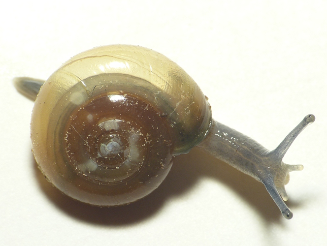 Oxychilus cellarius (O.F. Müller, 1774) &copy; Dick Belgers