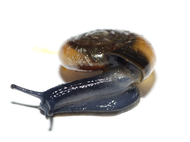 Helix lucida Draparnaud, 1801 &copy; Dick Belgers