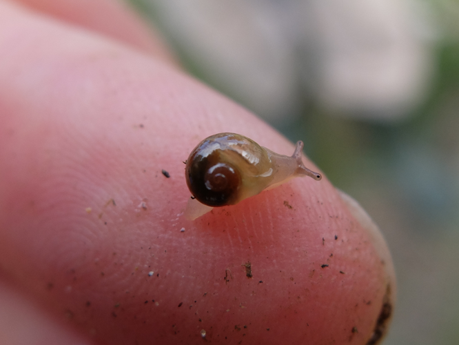 Vitrina pellucida (O.F. Müller, 1774) &copy; Hannco Bakker