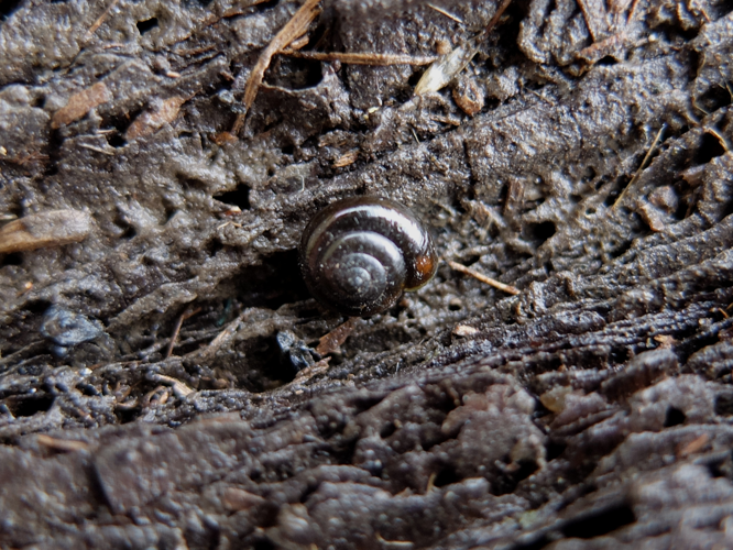 Zonitoides nitidus (O.F. Müller, 1774) &copy; Hannco Bakker