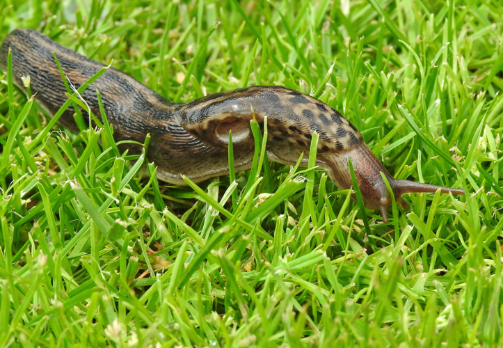 Limax cinereus O.F. Müller, 1774 &copy; Johan Klok